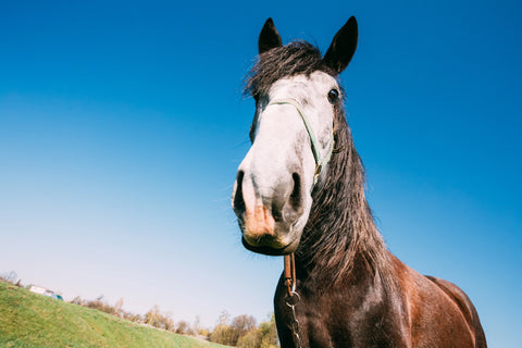 Clydesdale