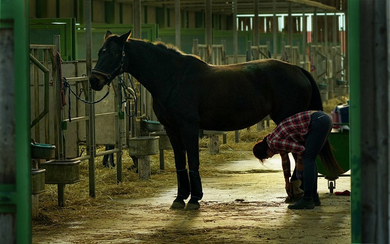 Fourbure de cheval : comment la traiter et la prévenir ?