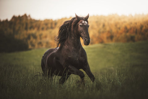 Comprendre les statistiques qui influencent les résultats des courses hippiques
