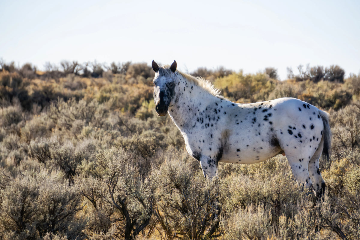 L'Appaloosa : tout savoir sur cette race de cheval mythique & Univers ...