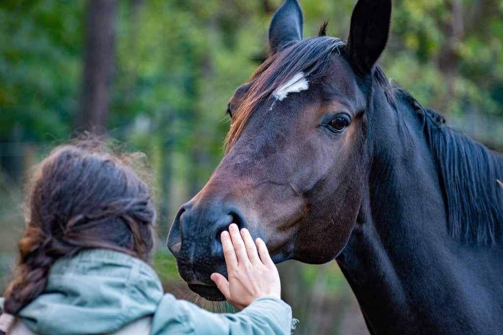 Nutrition équine premium : de quoi avez-vous besoin pour votre cheval ?