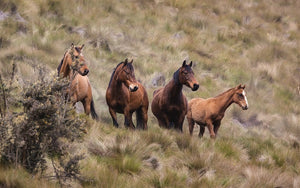 Qu’est-ce qu’un cheval hongre ?