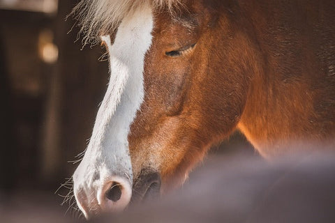 Cheval adulte dormant debout en phase de repos léger, tête baissée et patte arrière au repos