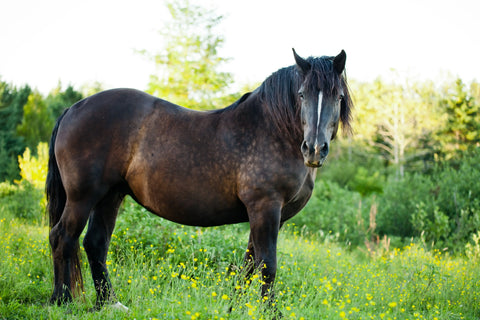 cheval percheron 