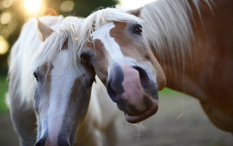 Les plus beaux chevaux du monde | Univers Cheval