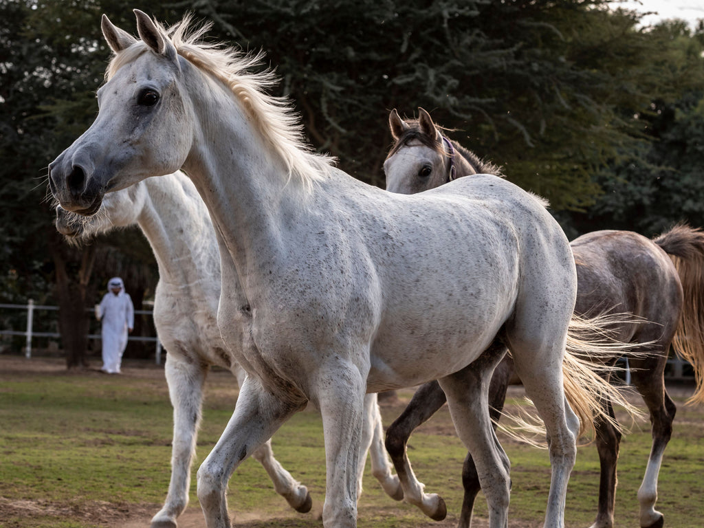 Cheval Arabe pur-sang. Étalon baie dans un paddock au galop Photo Stock - Alamy Cheval Arabe pur-sang. Étalon baie dans un paddock au galop Photo Stock - Alamy