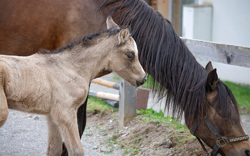 Comment se déroule la reproduction des chevaux ?